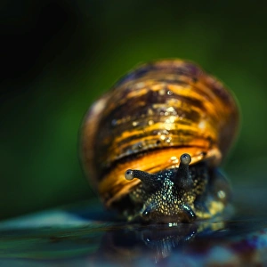Australian Garden Snail Australian Garden Snail
