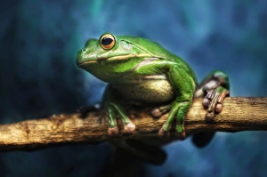 Australian Green Tree Frog, Daintree, Far North Quensland, Australia Australian Green Tree Frog, Daintree, Far North Quensland, Australia