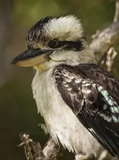 Australian Laughing Kookaburra (Dacelo novaeguineae) Australian Laughing Kookaburra (Dacelo novaeguineae)