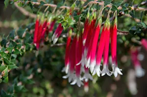 Australian native Fuchsia (Epacris longiflora) Australian native Fuchsia (Epacris longiflora)