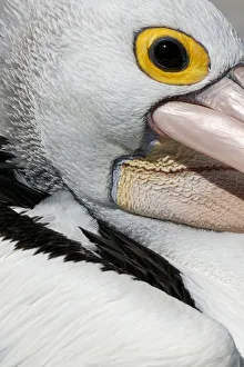 Photographers/robbie goodall photography/australian pelican pelecanus conspicillatus Photographers/robbie goodall photography/australian pelican pelecanus conspicillatus