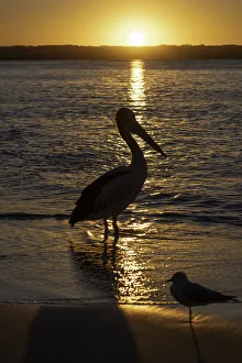 Travel/new south wales nsw jervis bay national park/australian pelican sunset booderee national park Travel/new south wales nsw jervis bay national park/australian pelican sunset booderee national park