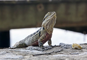 Australian Water Dragon with food in Brisbane river Australian Water Dragon with food in Brisbane river