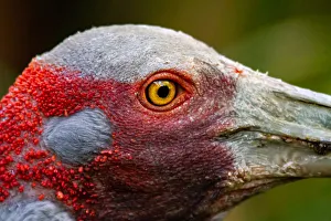 Photographers/marianne purdie photography/australias crane brolga Photographers/marianne purdie photography/australias crane brolga