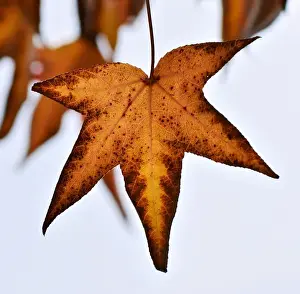 Australian Autumn Leaves Prints: Autumn Leaf