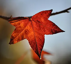 Nature Photography Victoria Prints: Autumn leaf