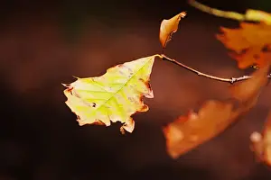 Australian Autumn Leaves Prints: Autumn leaf