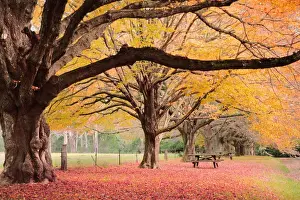Horizontal Landscape Photography Australia Prints: Autumn in Mount Wolson