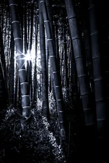 The bamboo grove with late afternoon sunlight The bamboo grove with late afternoon sunlight