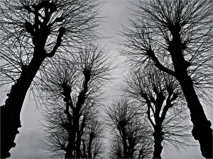 Bare trees during the winter, Bergen, Norway Bare trees during the winter, Bergen, Norway