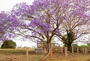 Beautiful Purple jacaranda Trees around a cattle pen Beautiful Purple jacaranda Trees around a cattle pen