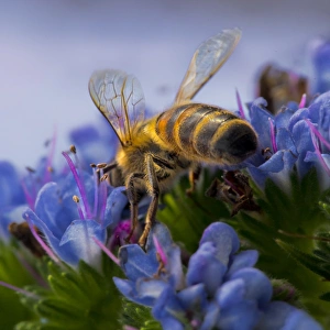 Bee on Colourful Blue and Green Flowers, Australia Bee on Colourful Blue and Green Flowers, Australia