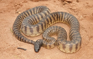 Black Headed Python (Aspidites melanocephalus) Black Headed Python (Aspidites melanocephalus)