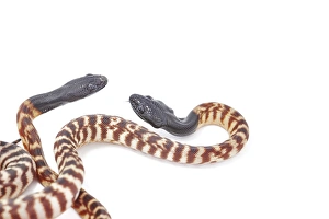 Black-headed Pythons (Aspidites melanocephalus) Black-headed Pythons (Aspidites melanocephalus)