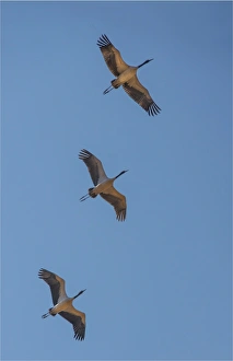 Black Necked cranes flying in formation over the fields at Wangdue Prodrang valley, Bhutan Black Necked cranes flying in formation over the fields at Wangdue Prodrang valley, Bhutan