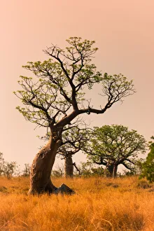 Boab trees at sunset, Gibb River Road, Western Australia, Australia Boab trees at sunset, Gibb River Road, Western Australia, Australia