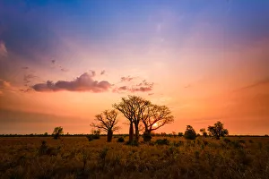 Boab trees at sunset, Gibb River Road, Western Australia, Australia Boab trees at sunset, Gibb River Road, Western Australia, Australia