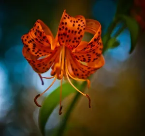 Australian Tiger Lily Print in Full Bloom