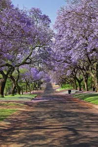 Pretoria's Jacaranda City Print: Stunning Bloom of Jacaranda Trees