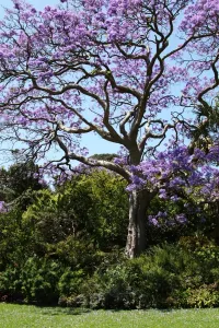 Australian Trees Print