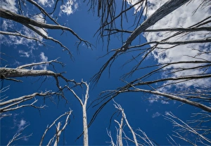 Burnt trees at Falls creek in the Alpine mountainous region of north east Victoria, Australia Burnt trees at Falls creek in the Alpine mountainous region of north east Victoria, Australia