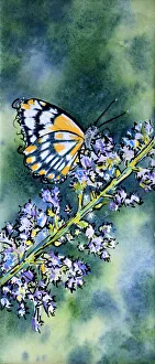 Art/judi parkinson artworks/butterfly resting nepeta flower mixed media Art/judi parkinson artworks/butterfly resting nepeta flower mixed media