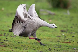 Cape Barren Goose, Cereopsis novaehollandiae, Kangaroo Island, Australia Cape Barren Goose, Cereopsis novaehollandiae, Kangaroo Island, Australia