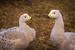 Cape barren goose coapleat Maria Island, Tasmania Cape barren goose coapleat Maria Island, Tasmania