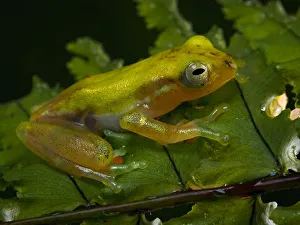 Champagne tree frog perched on the a Diplazium leaves Champagne tree frog perched on the a Diplazium leaves