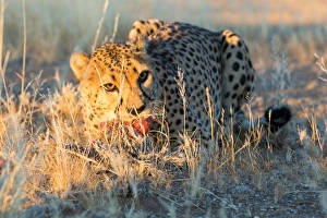 Cheetah (Acinonyx jubatus) eating piece of raw meat, Namibia, Africa Cheetah (Acinonyx jubatus) eating piece of raw meat, Namibia, Africa