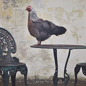 Chicken standing on top of outside table setting Chicken standing on top of outside table setting