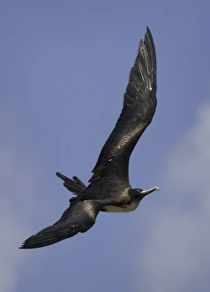 Christmas Island Frigatebird (Fregata andrewsi) Christmas Island Frigatebird (Fregata andrewsi)