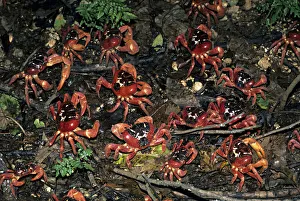 Christmas Island red crabs, Gecarcoidea natalis, leaving their burrows during rainy Christmas Island red crabs, Gecarcoidea natalis, leaving their burrows during rainy