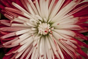 Botanical Art Prints Collection: Chrysanthemum flower