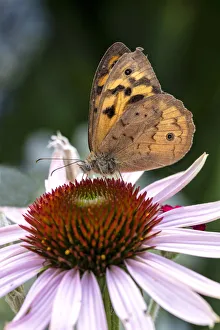 Photographers/louise docker photography/close common brown butterfly echinacea flower Photographers/louise docker photography/close common brown butterfly echinacea flower