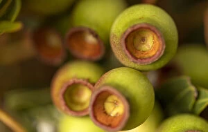 Botanical Art Prints Collection: Close Up of Gumnuts from a Eucalyptus Trees