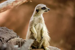 Close Up of a Meerkat in South Africa Close Up of a Meerkat in South Africa