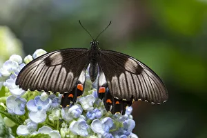 Close up of an Orchard Swallowtail Butterfly Close up of an Orchard Swallowtail Butterfly