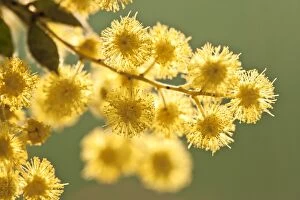 Botanical Art Prints Collection: Close-up of Australian Wattle Flower