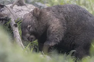 Close-up of common wombat (Vombatus ursinus) in grass with fallen tree Close-up of common wombat (Vombatus ursinus) in grass with fallen tree
