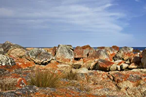 Colourful lichen on rocks by the coast Colourful lichen on rocks by the coast