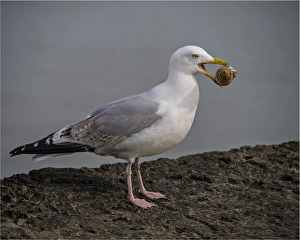 Common Gull with a sea-shell, Lyme Regis, Dorset, England Common Gull with a sea-shell, Lyme Regis, Dorset, England