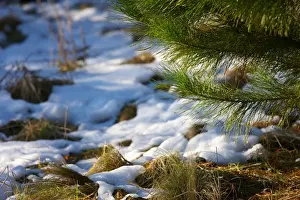 Australian Winter Landscapes Prints: Corin forest soft snow