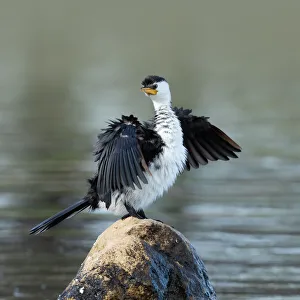 Cormorant drying itself Cormorant drying itself