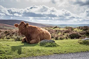 Cow lying on the side of the road, Dartmoor National Park Cow lying on the side of the road, Dartmoor National Park
