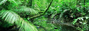 Creek Flowing Through a Palm Grove, Tropical Rainforest, Queensland, Australia Creek Flowing Through a Palm Grove, Tropical Rainforest, Queensland, Australia