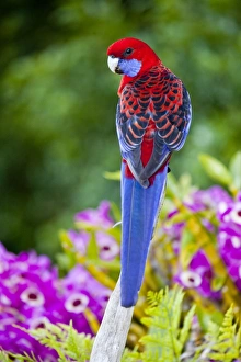 Crimson Rosella & backdrop of orchids Lamington NP Crimson Rosella & backdrop of orchids Lamington NP