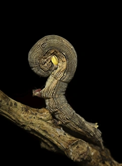 Crypsis in moth looper caterpillar Crypsis in moth looper caterpillar
