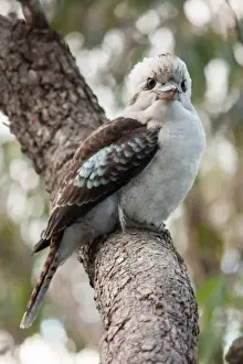 Bird Watching In Australia Prints: Curious Kookaburra