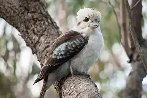Bird Watching In Australia Prints: Curious Kookaburra